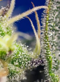 Sweet Seeds Green Poison XL ® AUTO - 3 autoflowering seeds