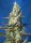 Sweet Seeds Green Poison XL ® AUTO - 3 autoflowering seeds