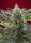 Sweet Seeds Cream 47® - 3 feminisierte Samen
