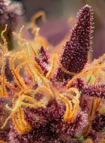 Sweet Seeds Red Mimosa XL AUTO - 3 autoflowering seeds