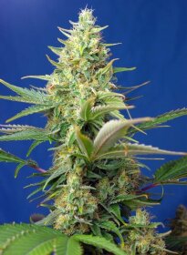 Sweet Seeds Sweet Pure AUTO CBD - 3 automatisierte Samen