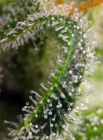 Sweet Seeds Sweet Pure CBD - 3 feminized seeds