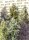 Sweet Seeds Sweet Moix AUTO - 10 autoflowering seeds