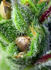 Sweet Seeds Sweet Green Poison® - 3 feminized seeds