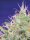 Sweet Seeds Sweet Green Poison® - 3 feminized seeds