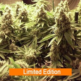 Jinxproof Genetics 9 Alarm REGULAR - 6 regular seeds