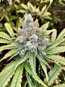 Jinxproof Genetics 9 Alarm REGULAR - 6 regular seeds