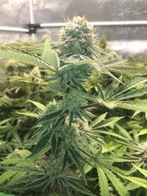 Jinxproof Genetics 9 Alarm REGULAR - 6 regular seeds