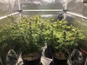Jinxproof Genetics 9 Alarm REGULAR - 6 regular seeds