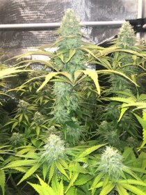 Jinxproof Genetics 9 Alarm REGULAR - 6 regular seeds