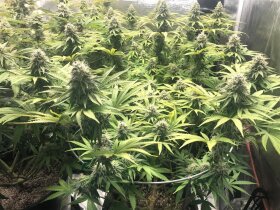 Jinxproof Genetics 9 Alarm REGULAR - 6 regular seeds