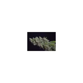 Growers Choice Octane Fire 3+1 feminized seeds