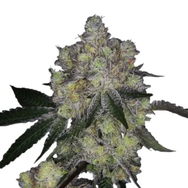 Growers Choice Purple Dosi Punch 3+1 feminisierte Samen