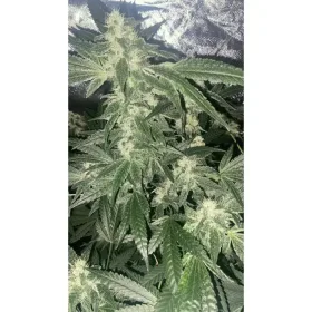 Growers Choice Sour Zkittlez - 3 feminized seeds