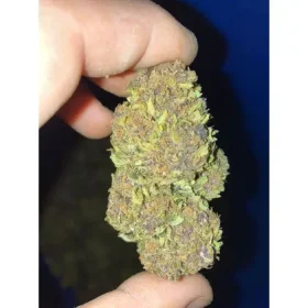 Growers Choice Wifi Punch 3+1 feminized seeds