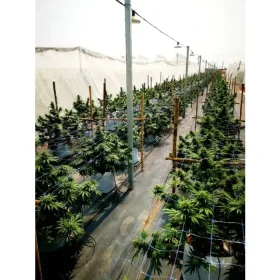 Growers Choice Bruce Banner III AUTOFLOWER 3+1 automatisierte Samen
