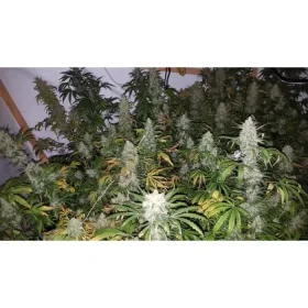 Growers Choice The Real Amnesia AUTOFLOWER 3+1 automated seeds