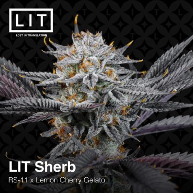 LIT Farms LIT Sherb - 6 feminized seeds