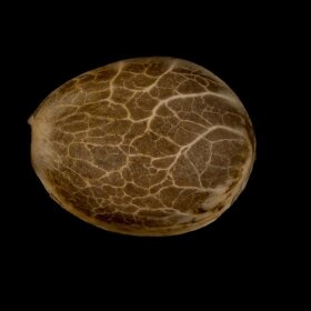 Silent Seeds Amnesia Lemon - 3 feminized seeds