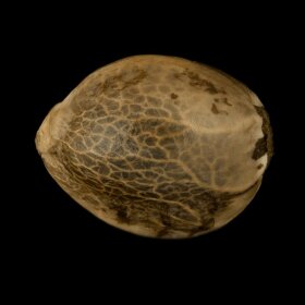 Silent Seeds Cookielato - 3 feminized seeds