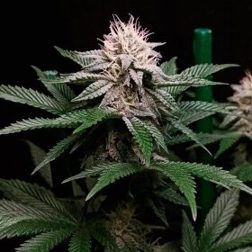 Silent Seeds Cookielato - 3 feminized seeds