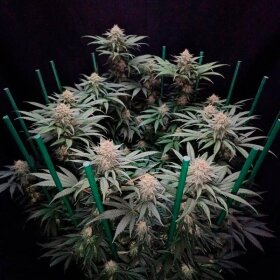 Silent Seeds Cookielato - 3 feminized seeds