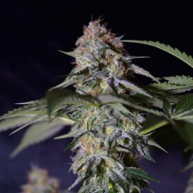Silent Seeds Cookielato - 3 feminized seeds