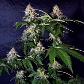 Silent Seeds Cookielato - 3 feminized seeds