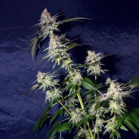 Silent Seeds Cookielato - 3 feminized seeds