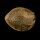 Silent Seeds Cookielato - 3 feminized seeds