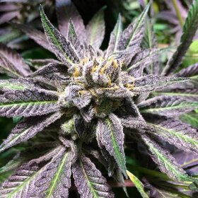Silent Seeds Grape Juice - 3 feminized seeds
