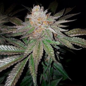 Silent Seeds Grape Juice - 3 feminized seeds