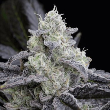 Silent Seeds L.A Vanilla Cake - 3 feminized seeds