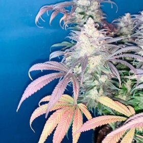 Silent Seeds L.A Vanilla Cake - 3 feminized seeds
