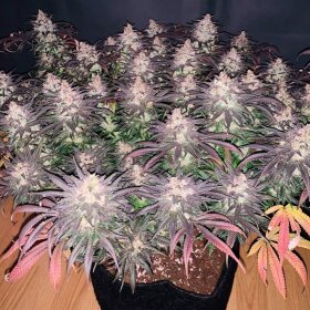 Silent Seeds L.A Vanilla Cake - 3 feminized seeds