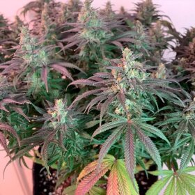 Silent Seeds L.A Vanilla Cake - 3 feminized seeds