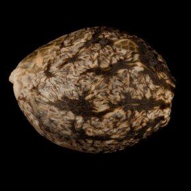 Silent Seeds L.A Vanilla Cake - 3 feminized seeds