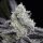 Silent Seeds L.A Vanilla Cake - 3 feminized seeds