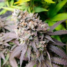 Silent Seeds Watermelon Runtz - 3 feminized seeds