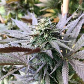 Silent Seeds Watermelon Runtz - 3 feminized seeds