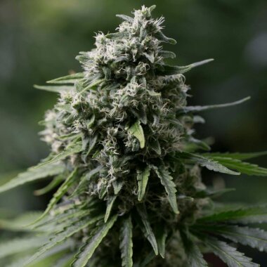 Silent Seeds Critical+ 2.0 - 3 feminized seeds