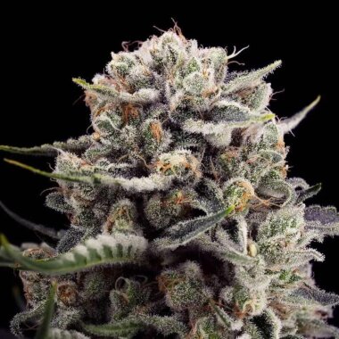 Silent Seeds B-45 by Booba - 3 feminized seeds