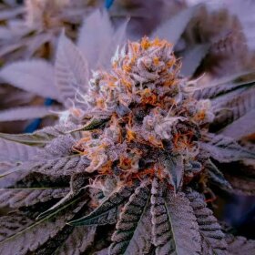 Silent Seeds B-45 by Booba - 3 feminized seeds