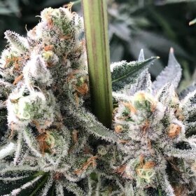 Silent Seeds B-45 by Booba - 3 feminized seeds