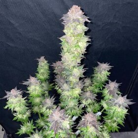 Silent Seeds B-45 by Booba - 3 feminized seeds