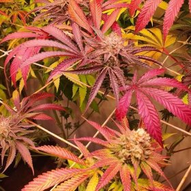Silent Seeds B-45 by Booba - 3 feminized seeds