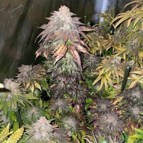 Silent Seeds B-45 by Booba - 3 feminized seeds