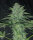Pure Instinto Wedding Cake - 3 feminized seeds