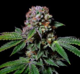Pure Instinto Aca-Dos Delight EXOTIC LINE - 3 feminized seeds