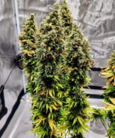 Pure Instinto Apple OG - 3 feminized seeds